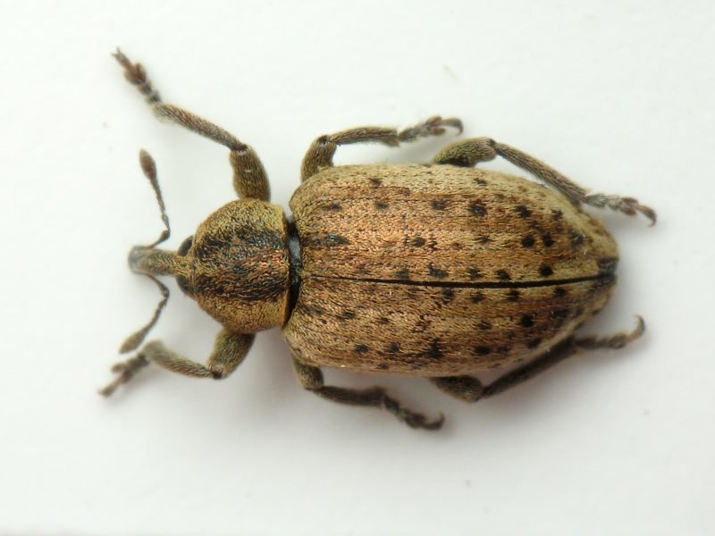 Hypera (Hypera) viciae (Gyllenhal, 1813)